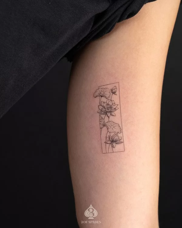 Lotus Flower In Frame